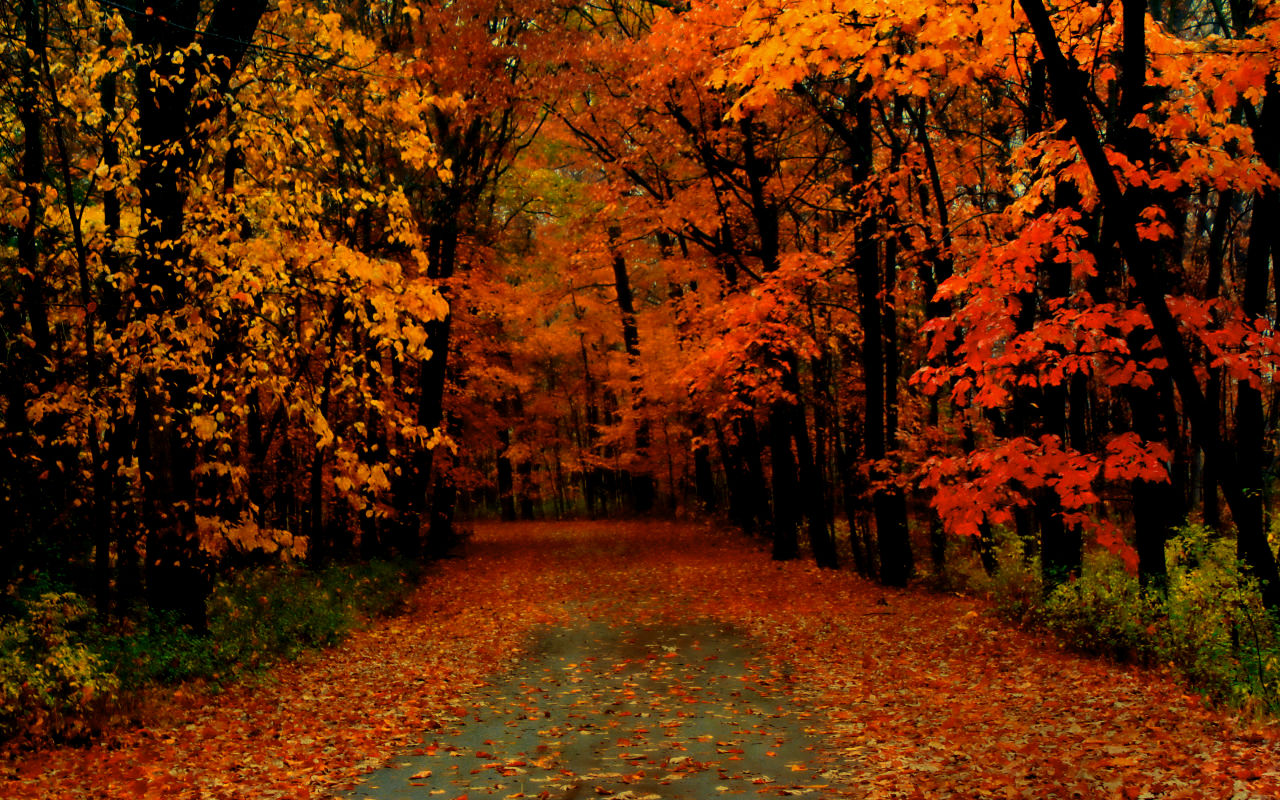 Free download Windows Xp Fall Wallpaper Autumn Travel Quotes 1280x800  [1280x800] for your Desktop, Mobile & Tablet | Explore 30+ Autumn Trip  Wallpapers | Acid Trip Backgrounds, Autumn Backgrounds, Autumn Wallpaper
