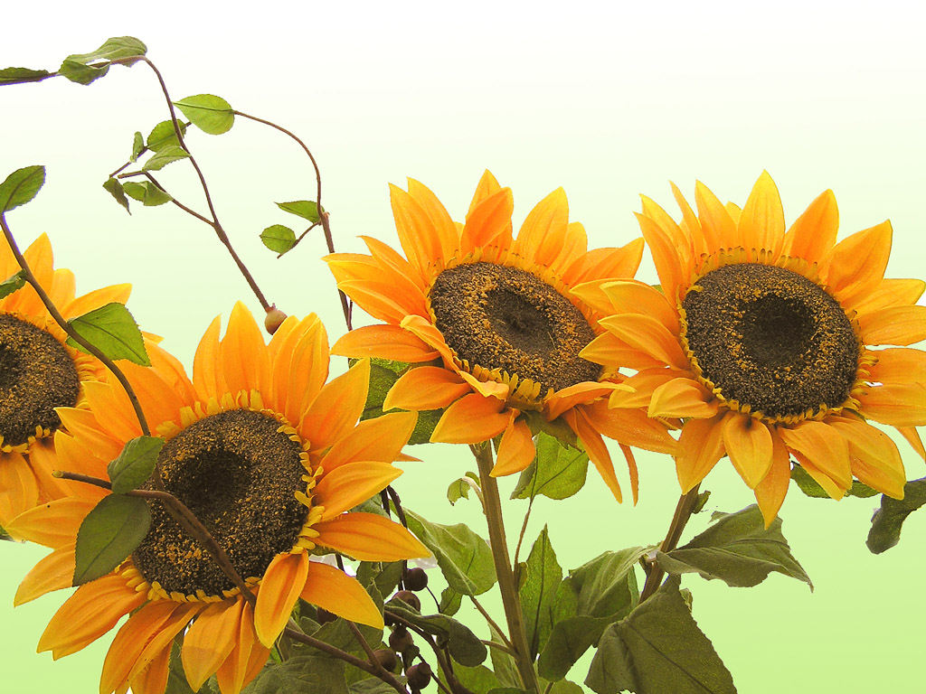 Sunflower Wallpaper 3d F R Desktop Bilder