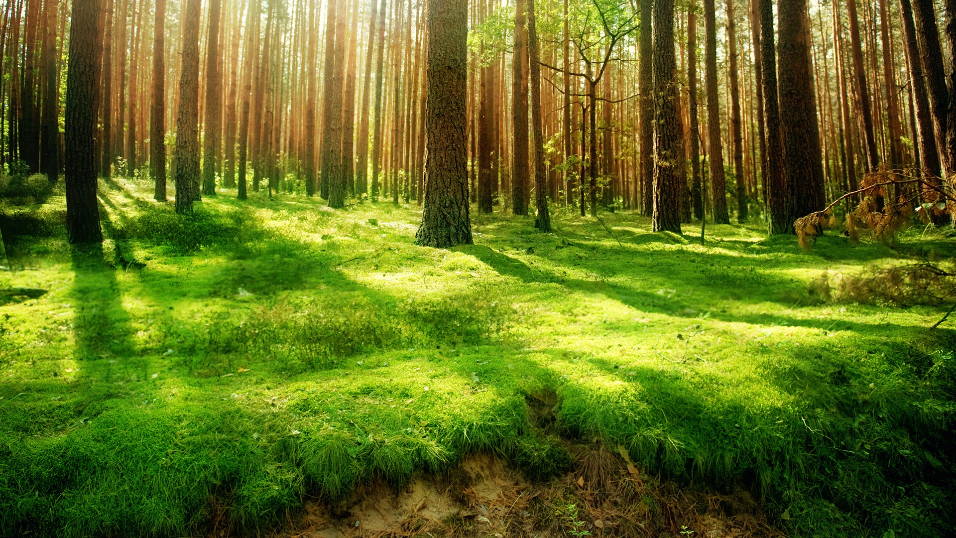 Beautiful Forest Green Wallpaper HD