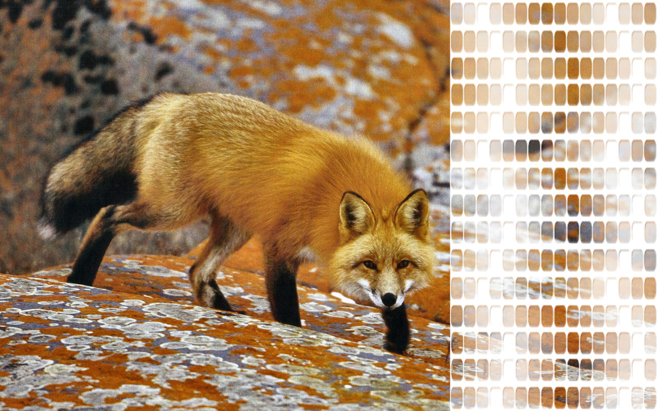 Red Fox Hunting Wallpaper