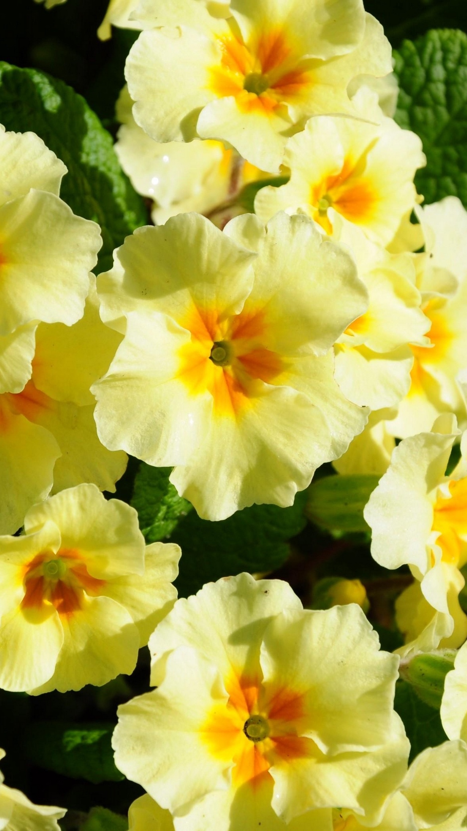 Wallpaper Primrose Flowers Herbs Flowerbed
