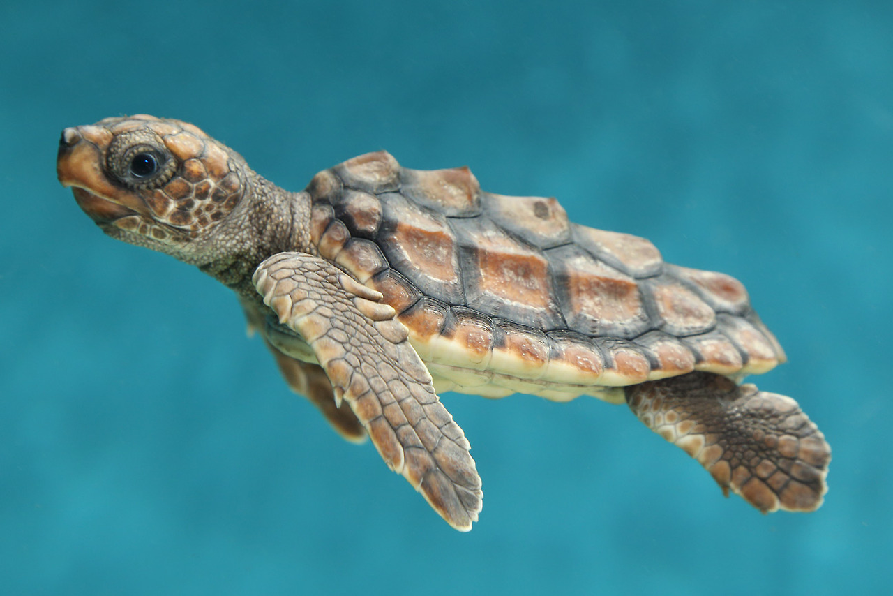 cute seaturtle