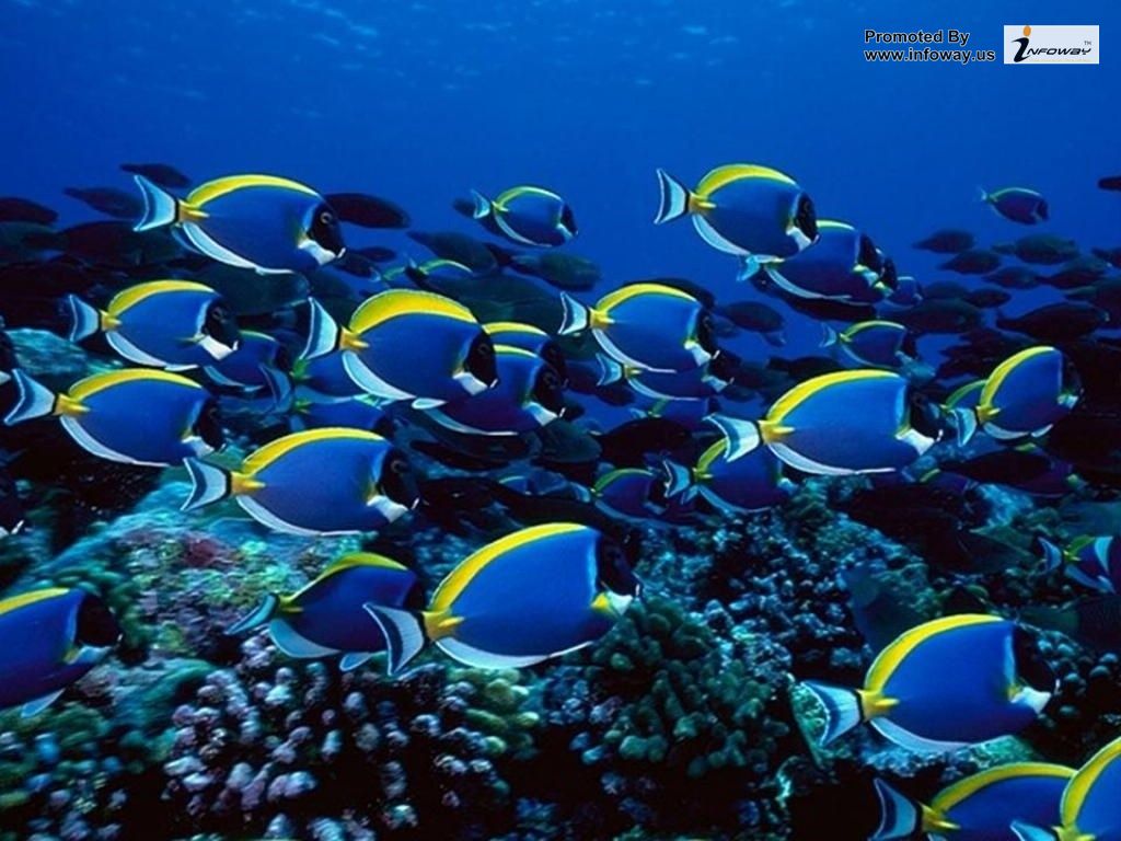HD Wallpaper Fish Another Animal Blue Nature Ocean Water