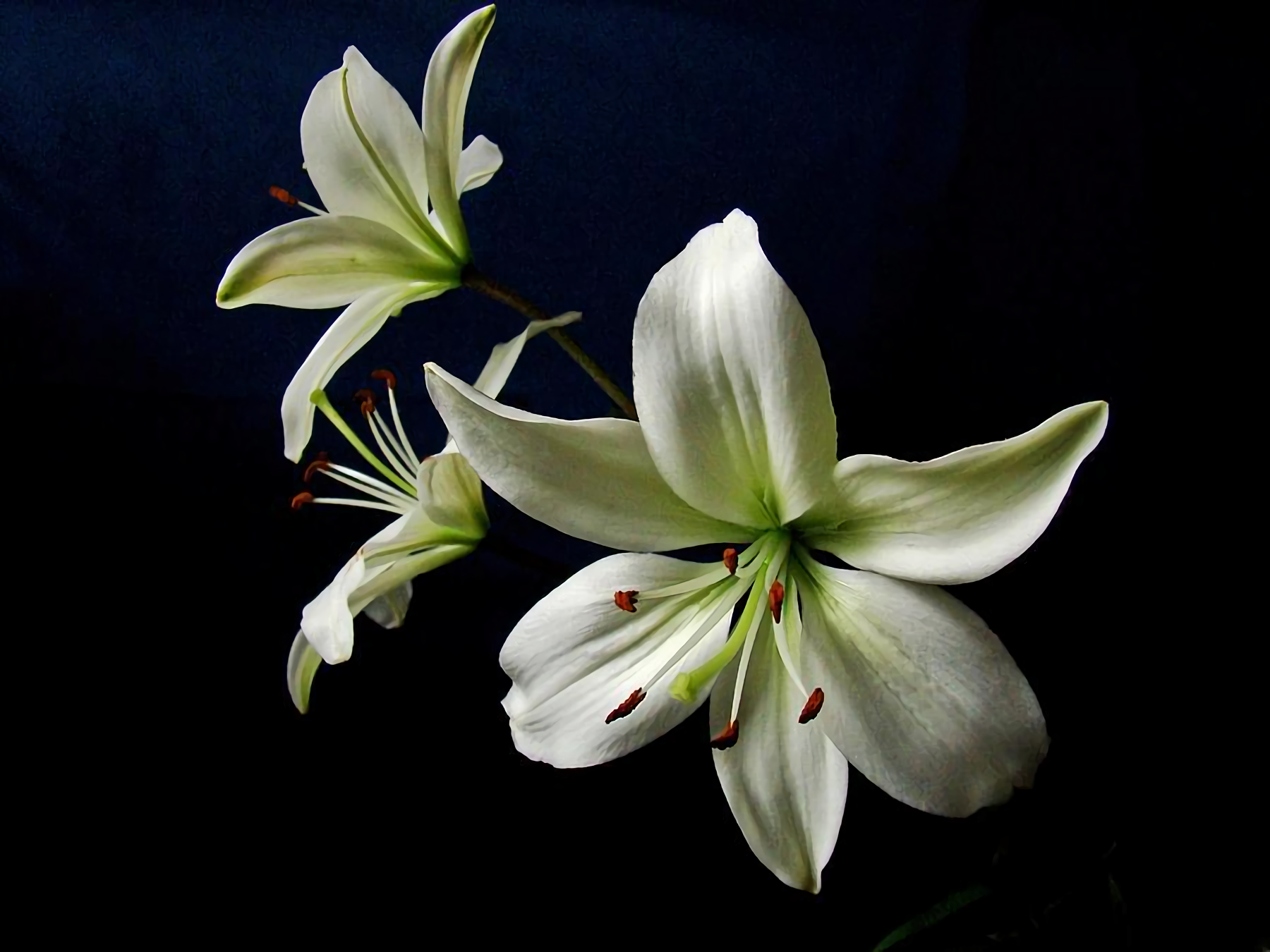 White Flower Nature Lily Wallpaper