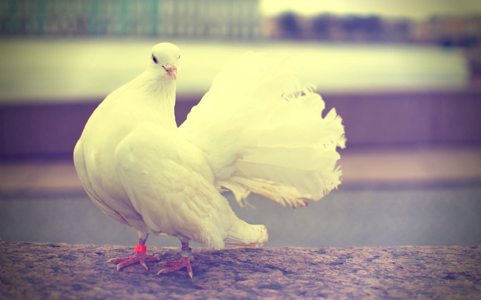 Elegant White Dove With Pastel Filter Ynvqlpj25vwazagt Wallpaper