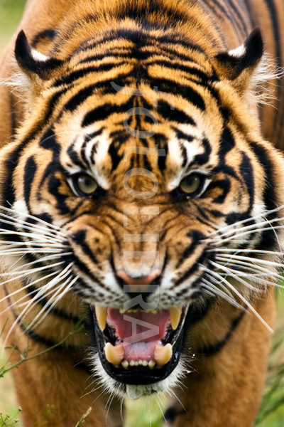 fierce angry tiger   Google Search Art  Murals Bulletin
