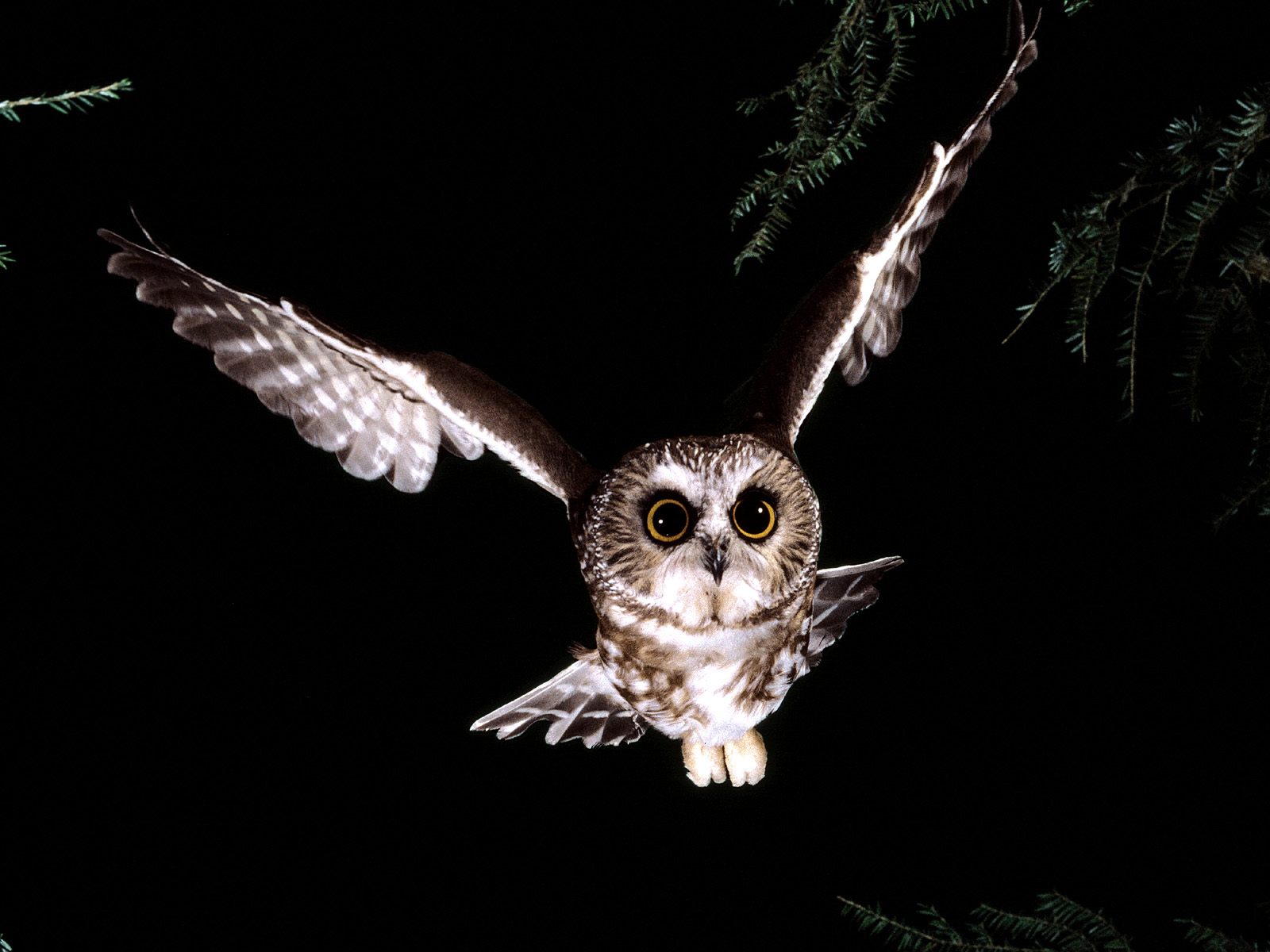 Saw Whet Owl Wallpapers HD Wallpapers