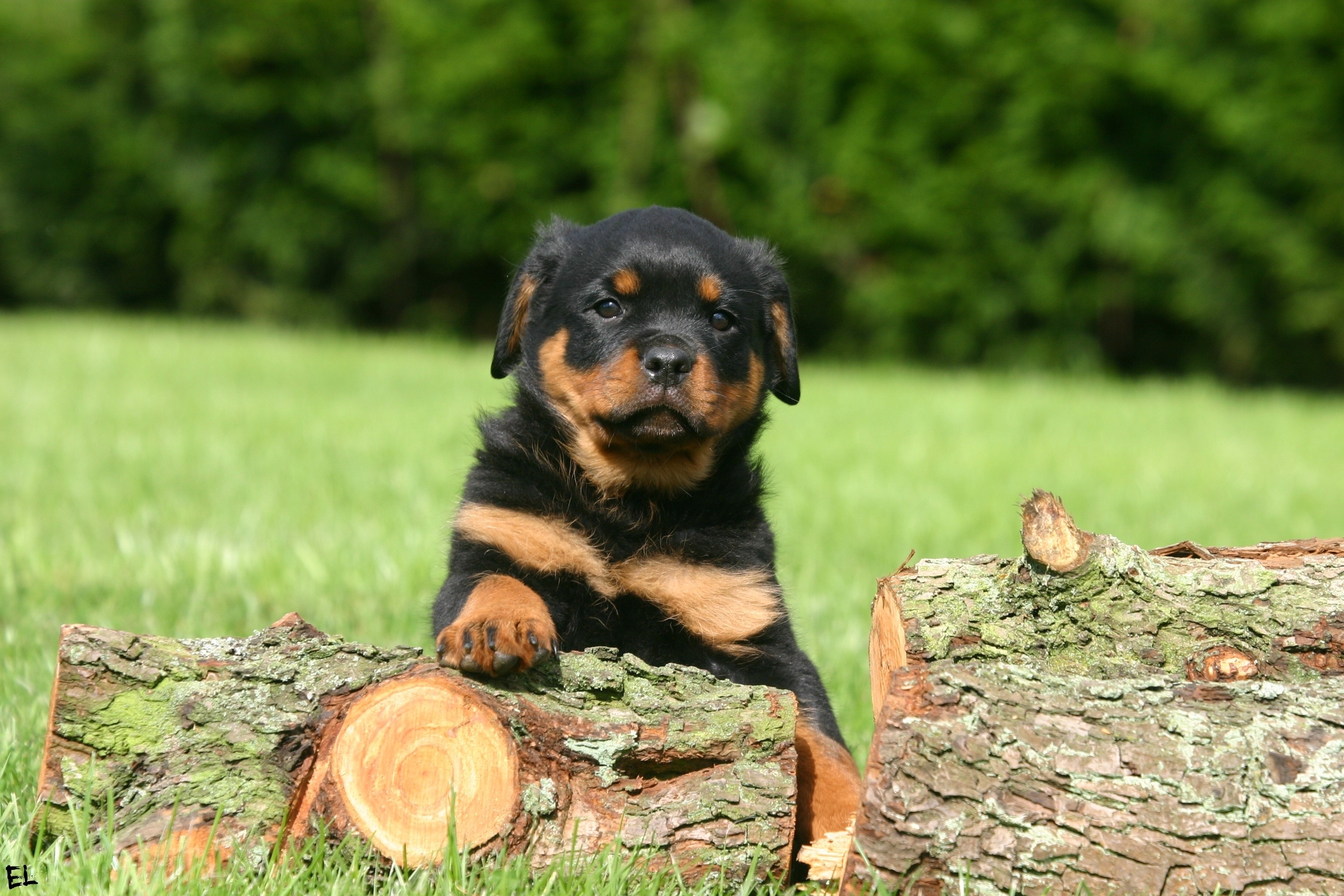 Rottweiler Wallpaper Top Background