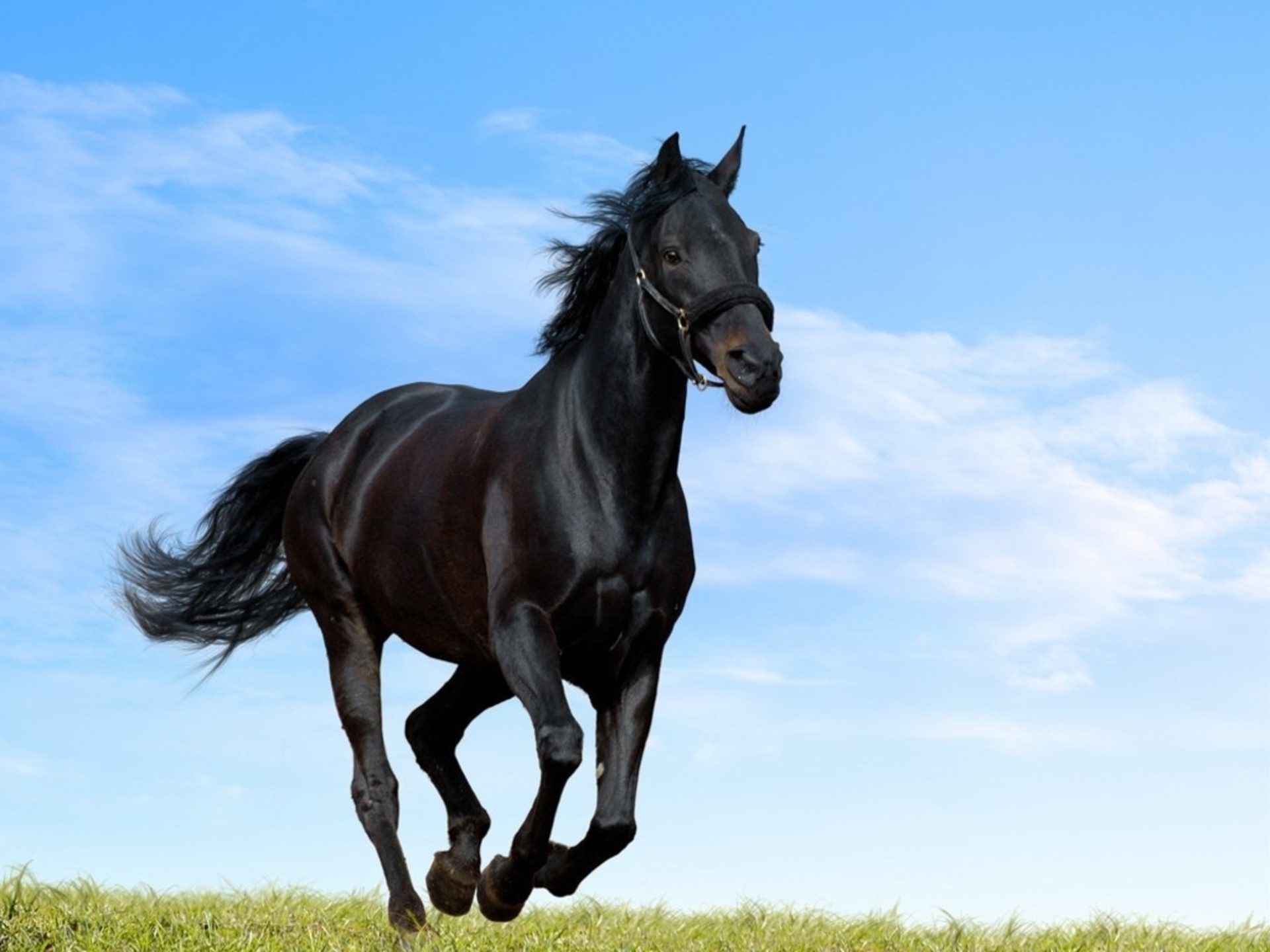 HD Black Horse Image Amazing Images Cool Background Photos Windows