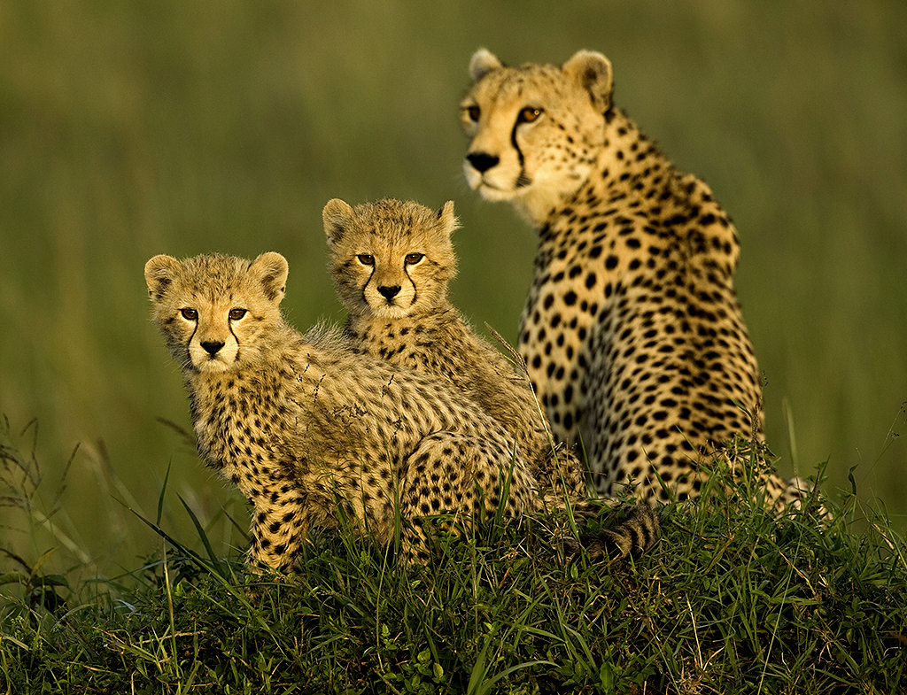 Cheetah Family Wallpaper For iPhone Pictures