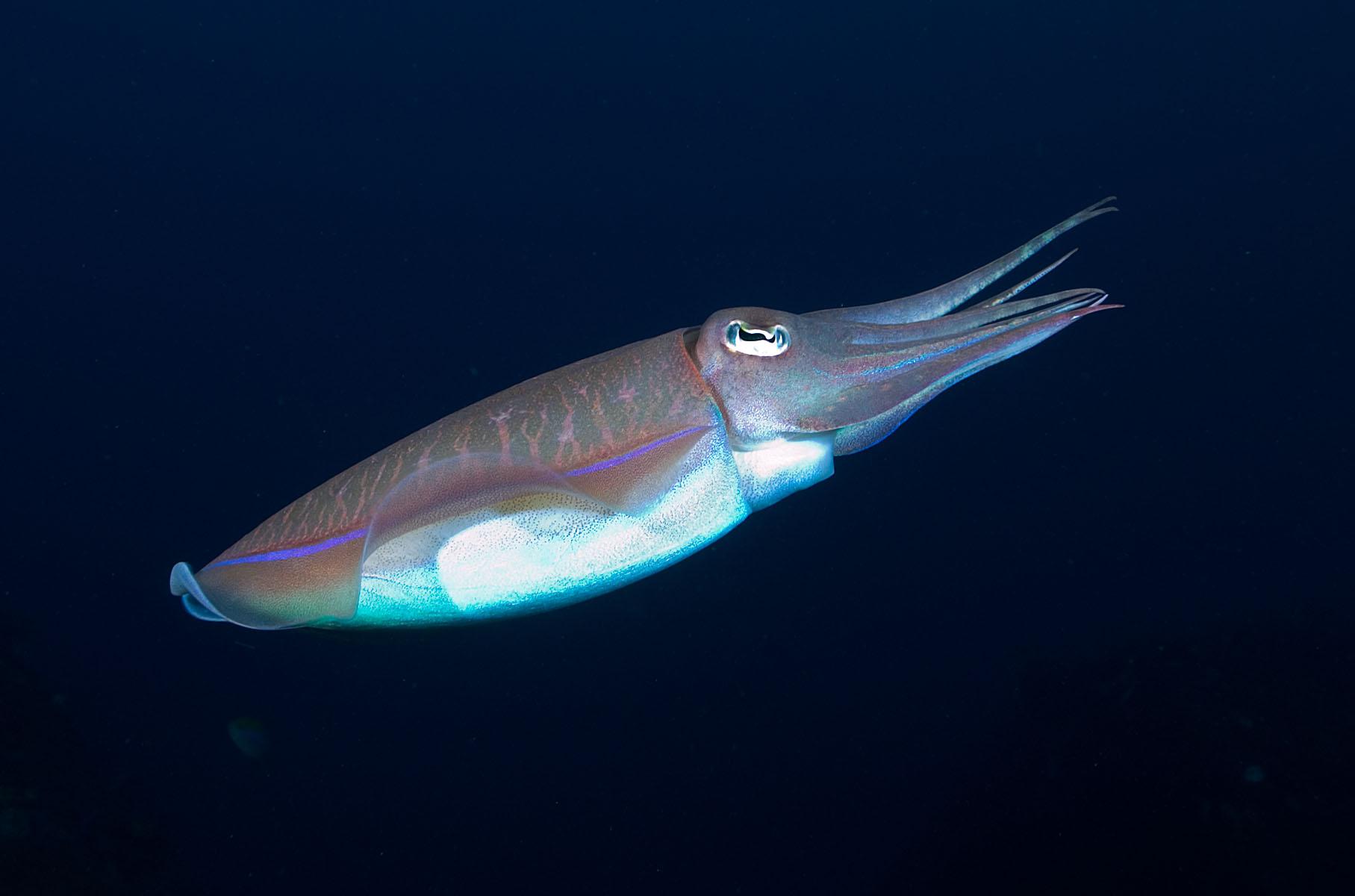 Cuttlefish Flight High Quality And Resolution Wallpaper