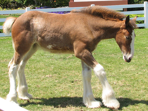 Clydesdale Horse Wallpaper