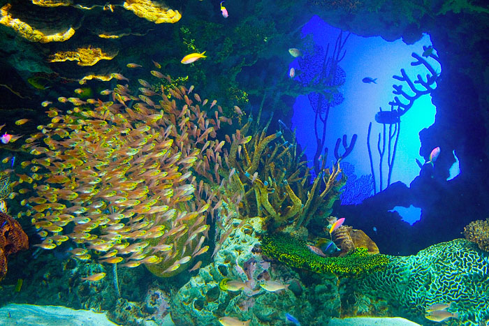 School Of Fish Wallpaper A Picture