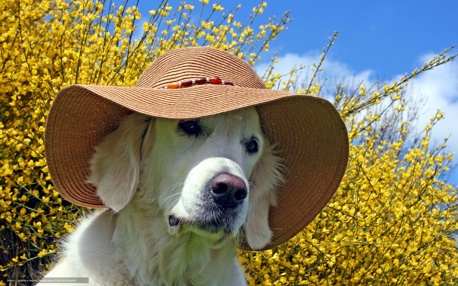 Wallpaper Dog Summer Hat Desktop In The