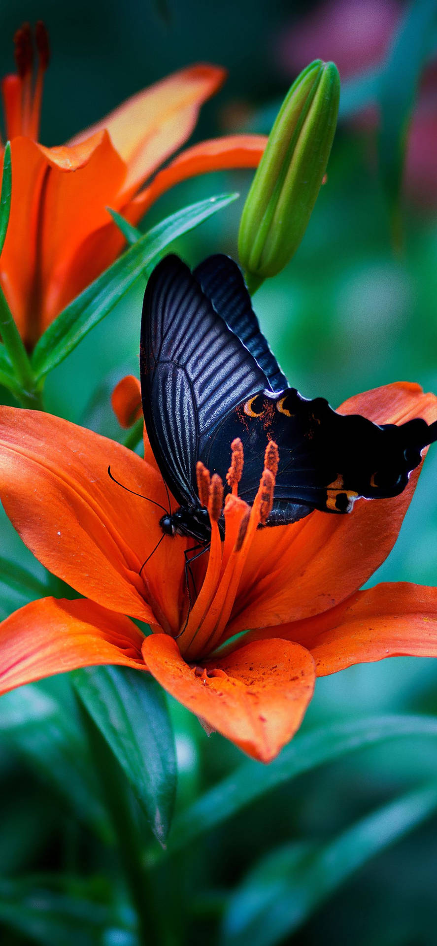Butterfly iPhone Wallpaper