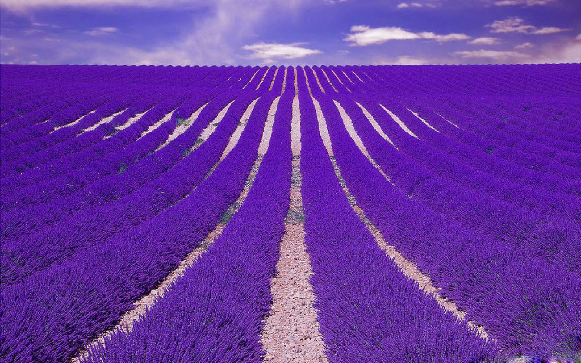 Amazing Lavender Field Flower Sky Ws Background Wallpaper
