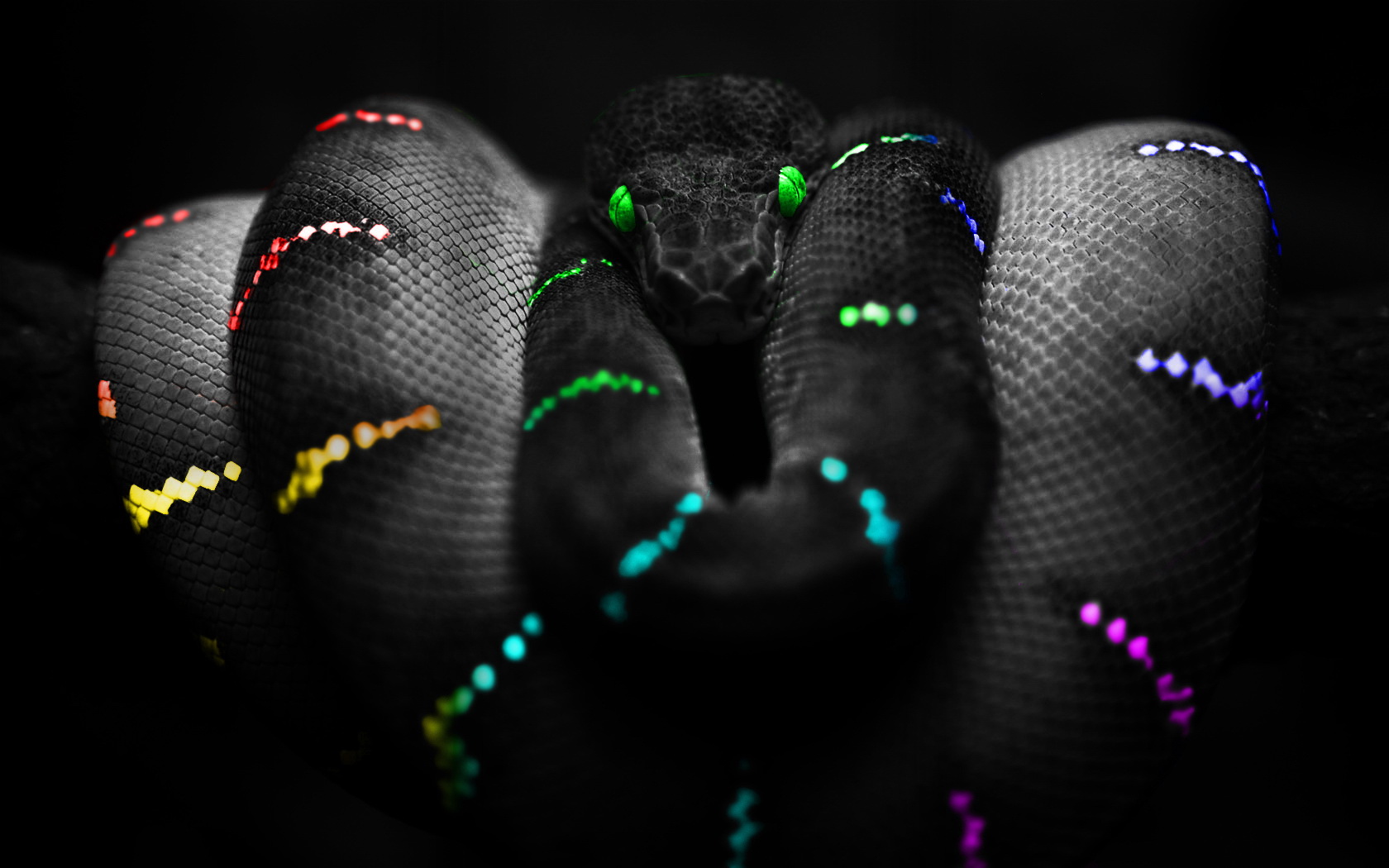 Desktop Diamond Back Rattle Snake Image Wallpaper 3d HD Picture