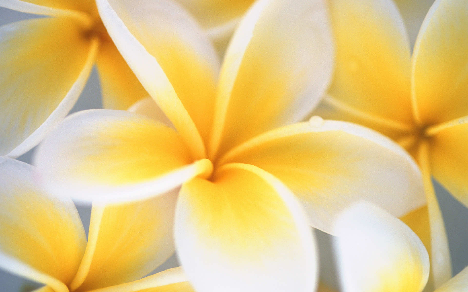 Close-up of delicate yellow and white plumeria flowers, showcasing their soft petals and vibrant color