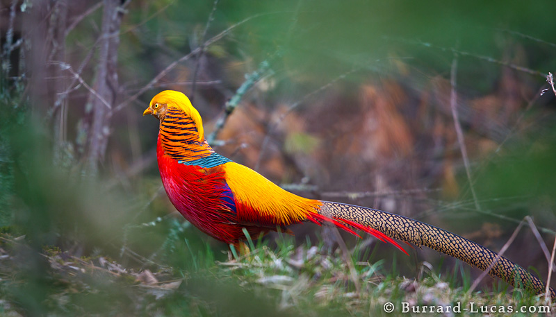 Golden Pheasant Burrard Lucas Photography