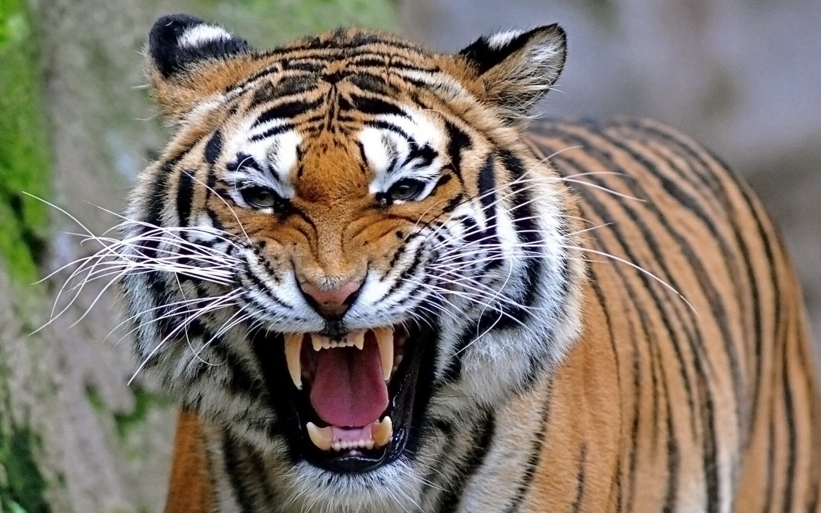 Bengal Tiger Pictures Collection