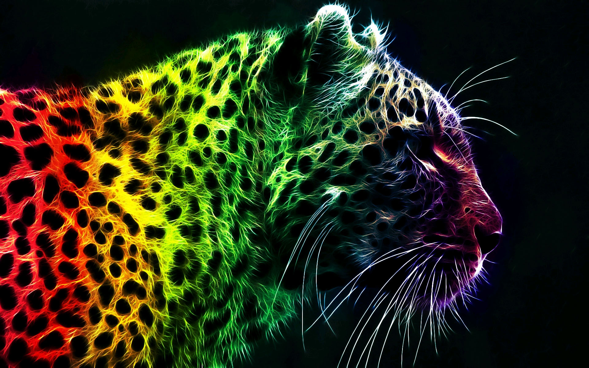 Colorful Leopard Background HD Wallpaper Background Desktop