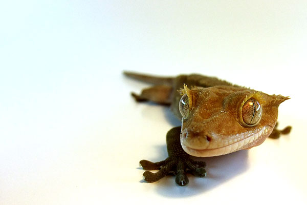 Go Back Gallery For Crested Gecko HD Wallpaper
