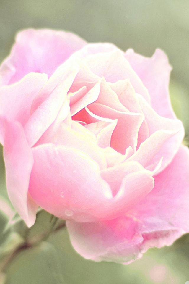 Pink Rose Simply Beautiful iPhone Wallpaper