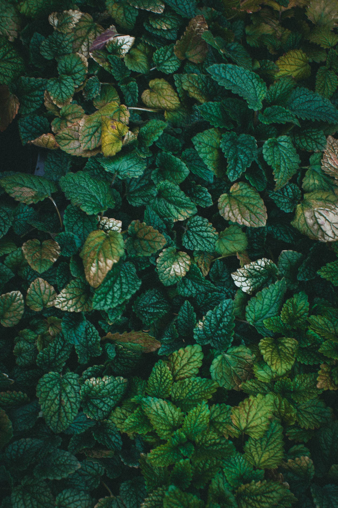 Leaves Green iPhone Nature Wallpaper