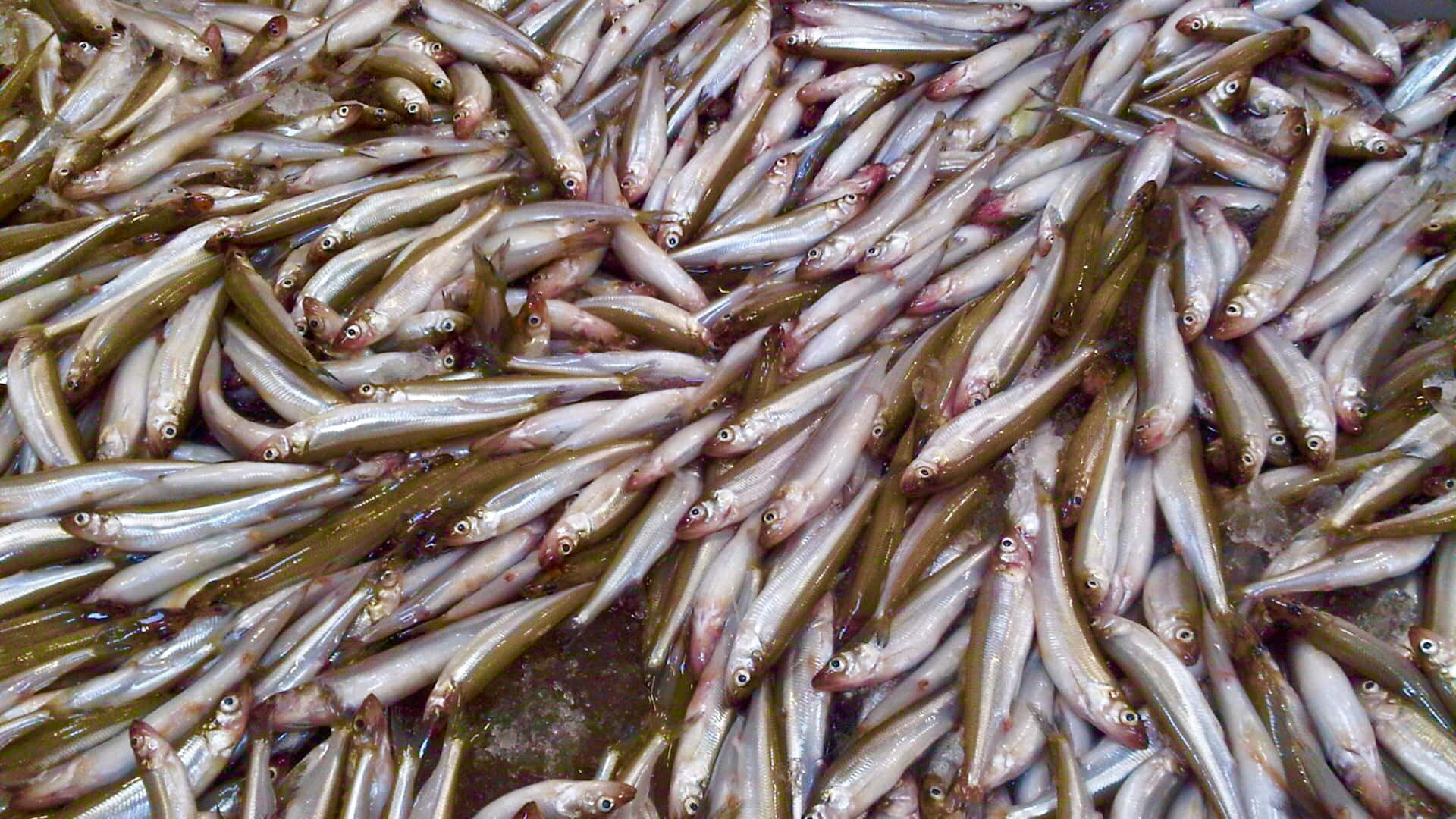 Fresh Smelt Fish Harvest Wallpaper