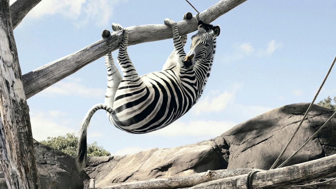 Funny Zebra Background Animals