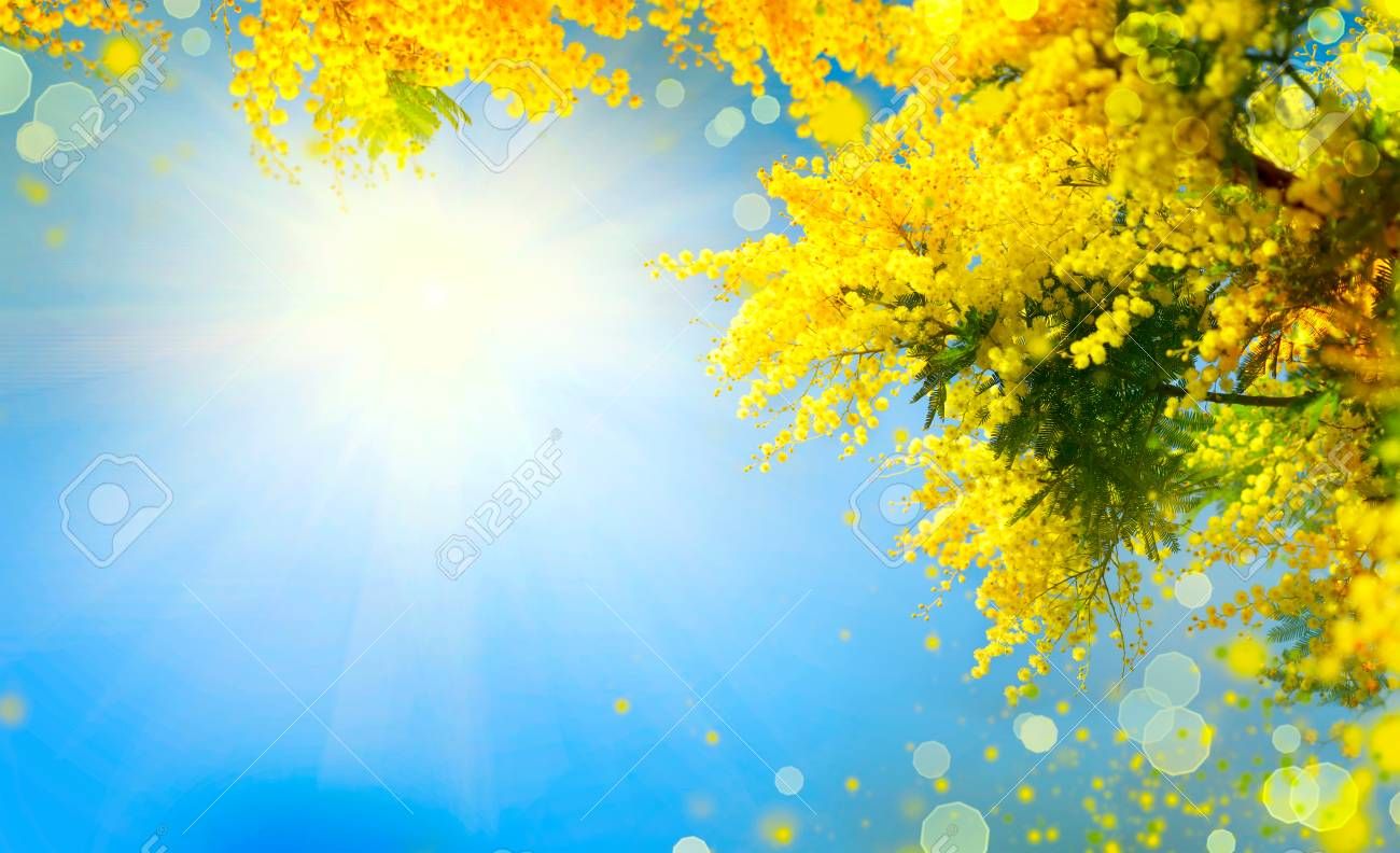 Mimosa Spring Flowers Easter Background Blooming Tree