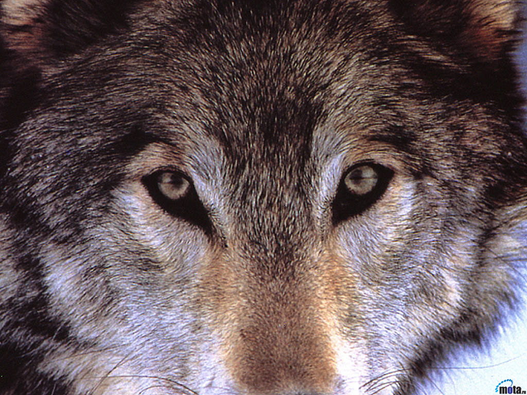 Wallpaper Wolf Eye Face