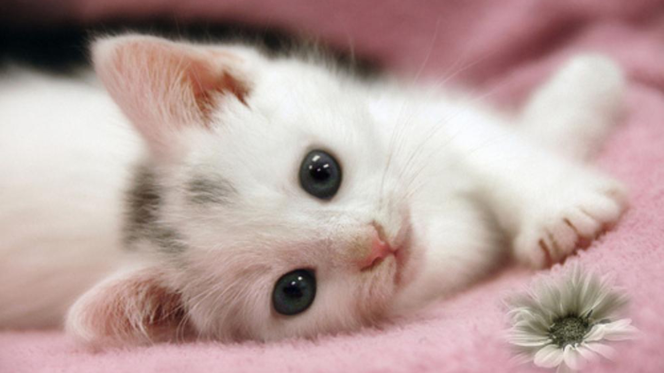 Cute White Cat Kitten Wallpaper Full HD