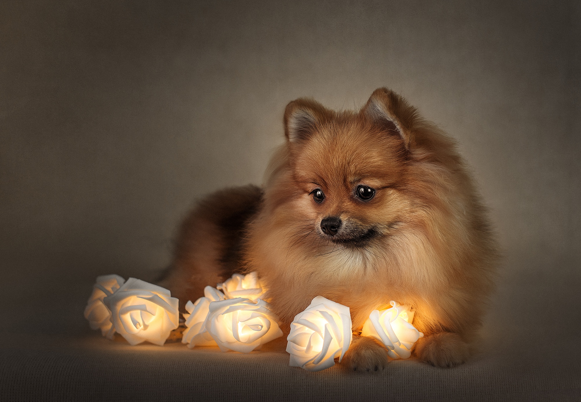 Pomeranian Wallpaper