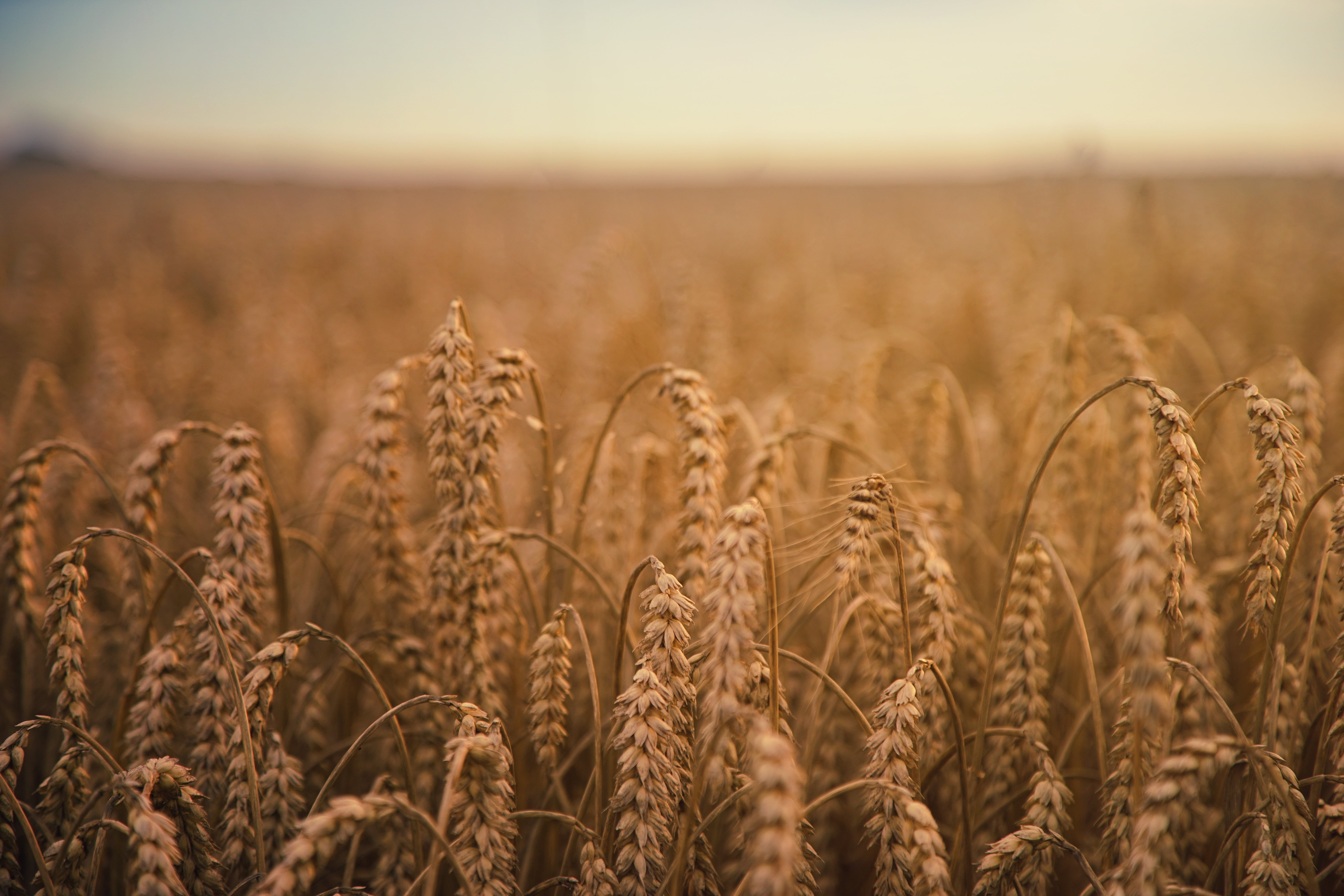 Rye Field Ears Of Corn Ripe HD Wallpaper