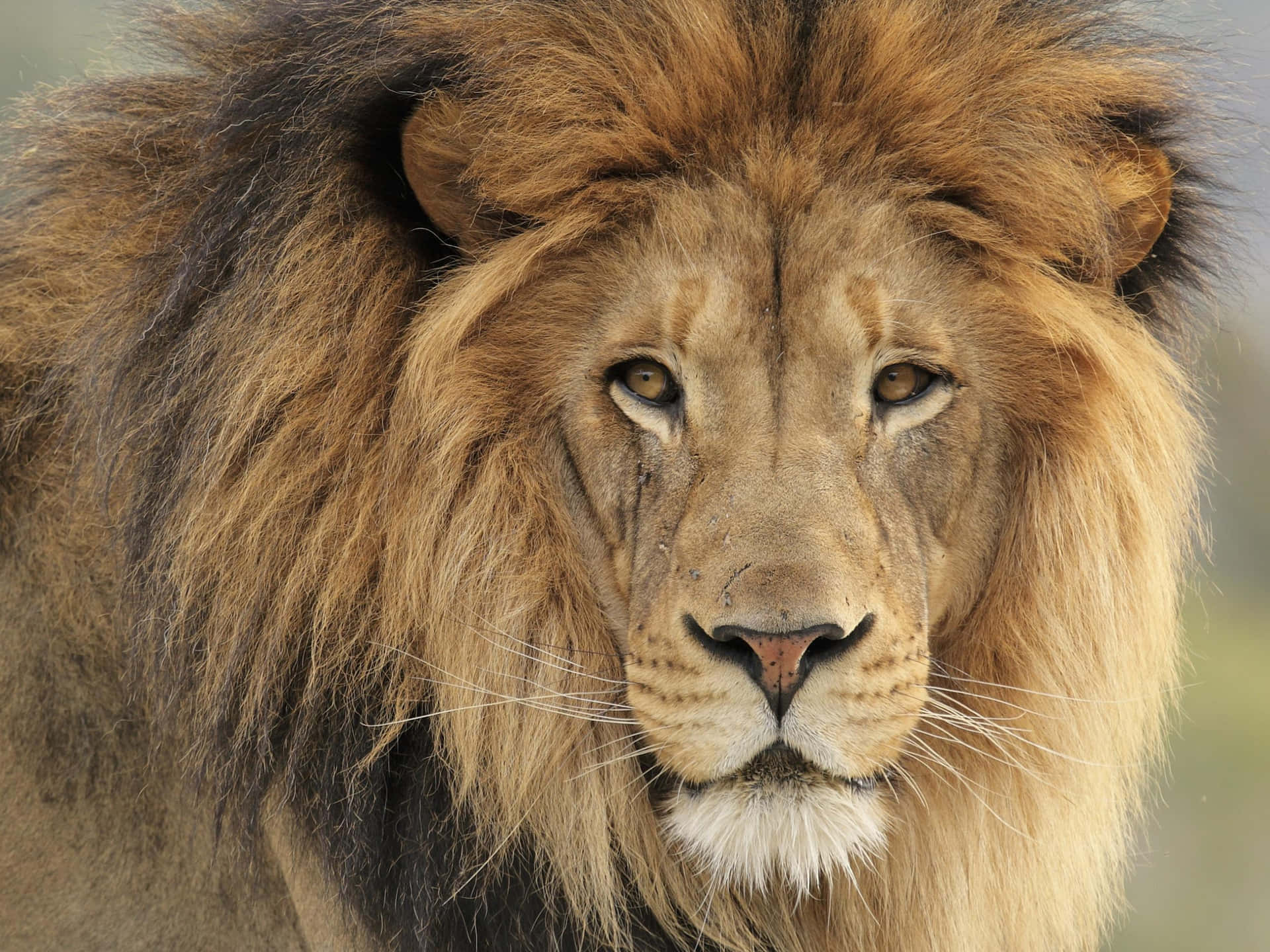 Fierce And Majestic Lion Face Wallpaper