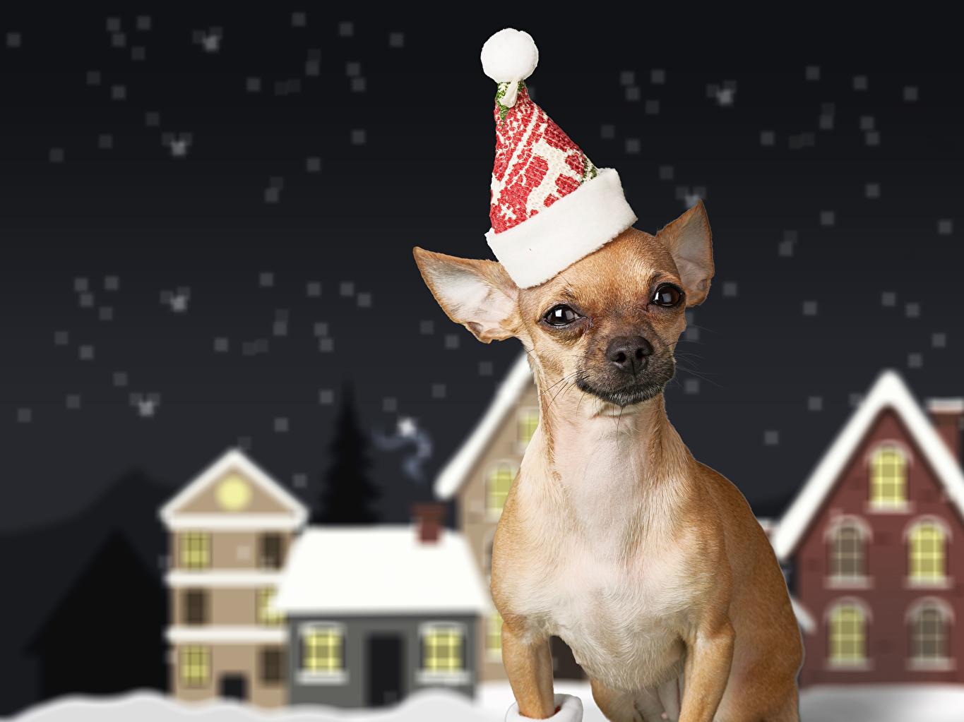 Pictures Chihuahua Dog New Year Winter Hat Animal