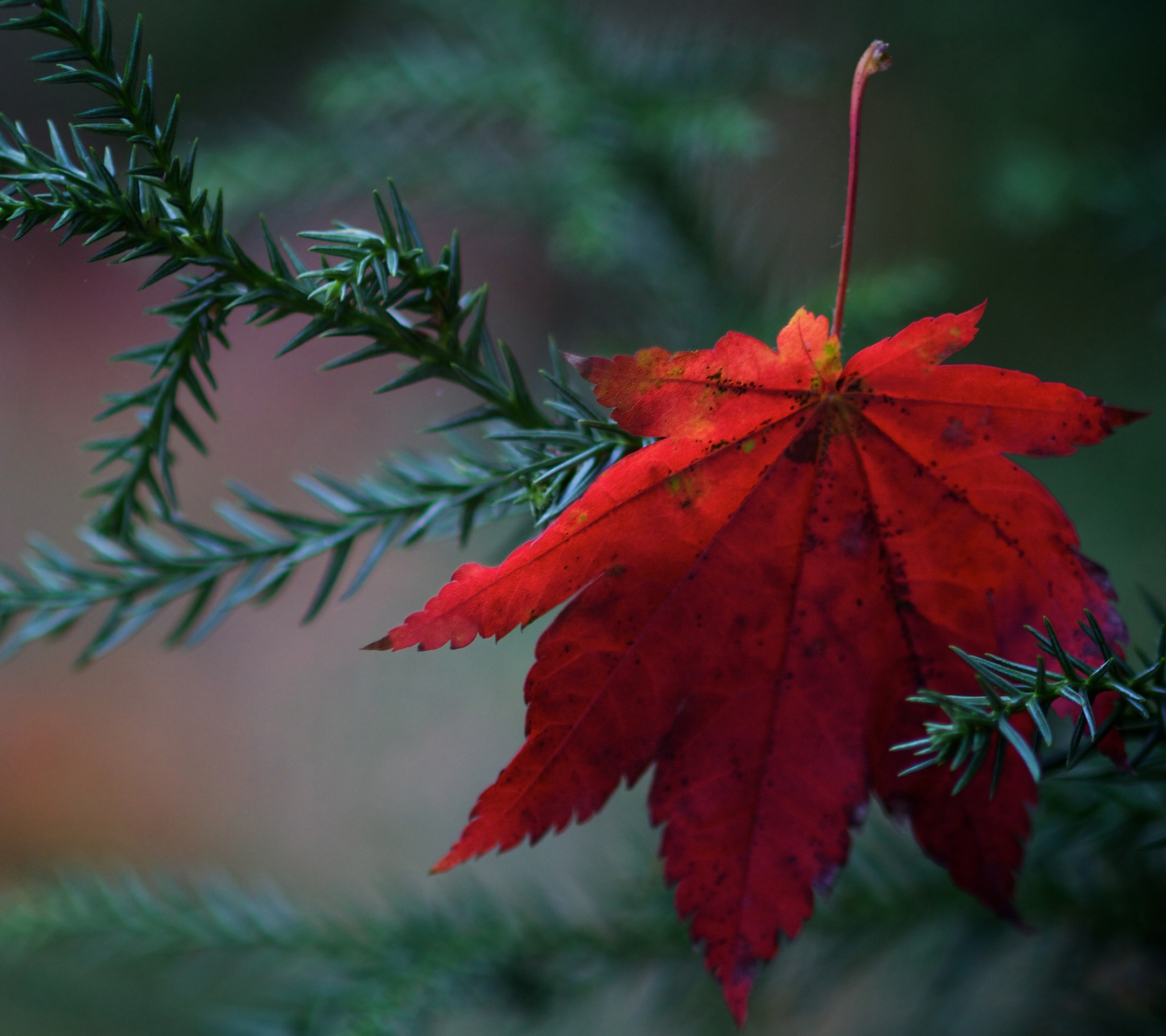 Fallen Leaf Samsung Galaxy S4 Wallpaper HD Source