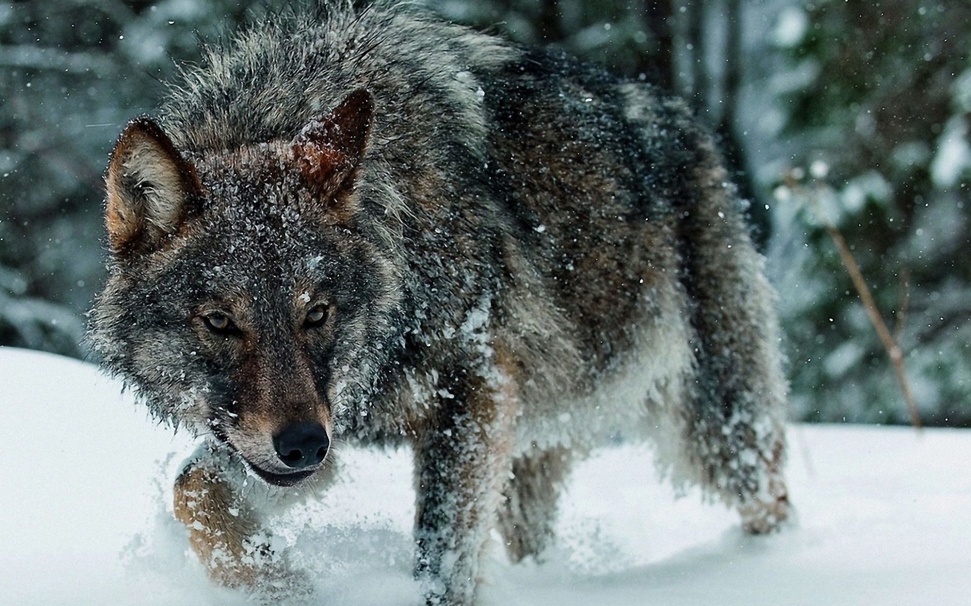 Majestic Wolf In Snow Wallpaper