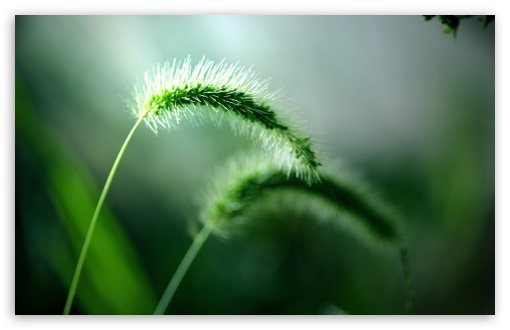 Plants HD Wallpaper