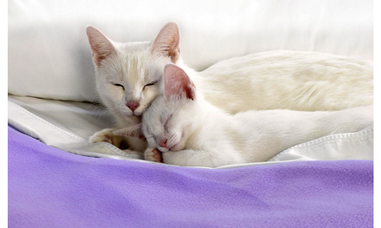 Sweet Cat Couple On Blanket Wallpaper