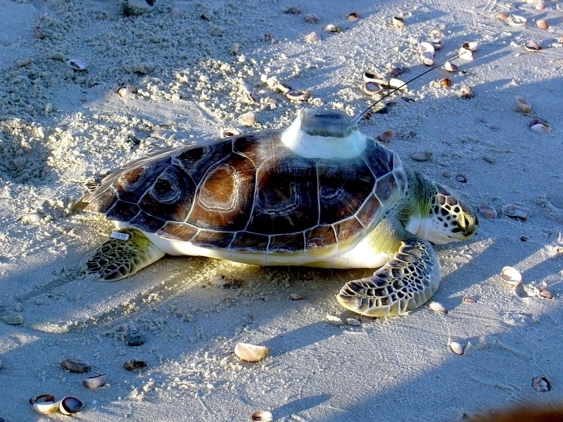 Green Sea Turtle S Are Some Of The Largest Turtles In World And