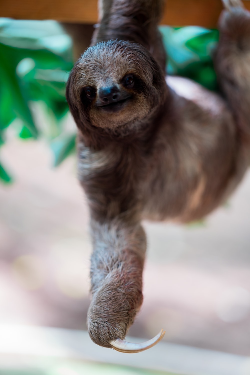 Three Toed Sloth Pictures Image