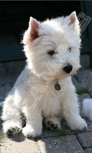 Dog Wallpaper Are You A Fan Of Westie Now This