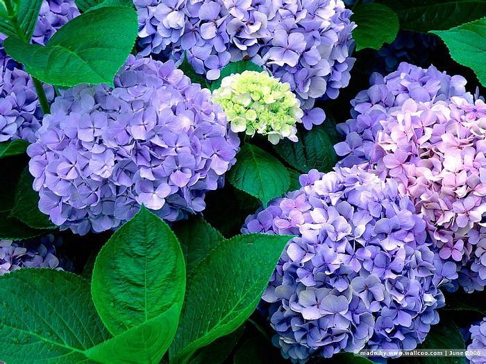 Hydrangea Flowers Wallpaper Mophead Purple