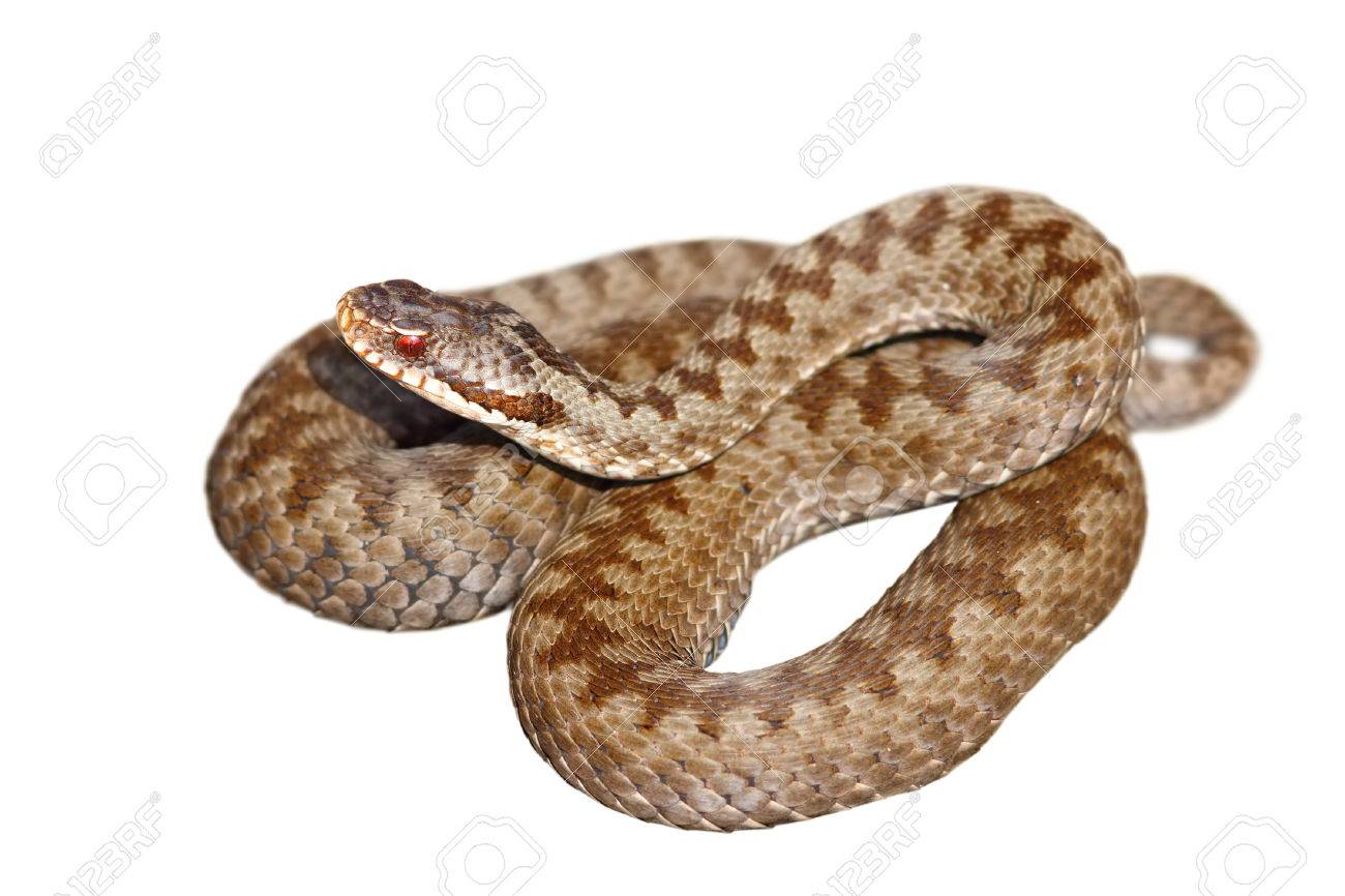 European Venomous Snake Vipera Berus The Mon Crossed Adder