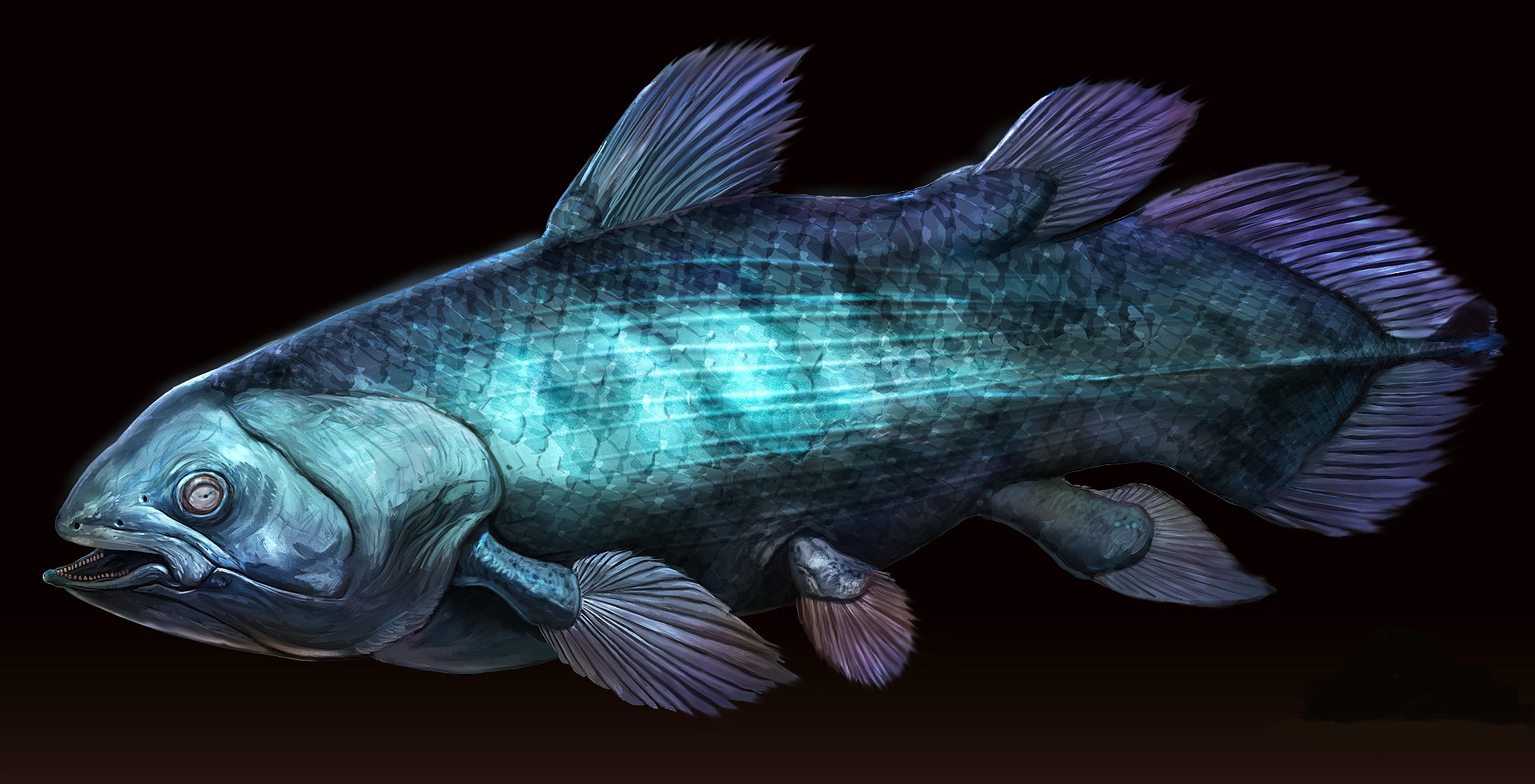 Wallpaper Fish Underwater Ancient Animals Coelacanth