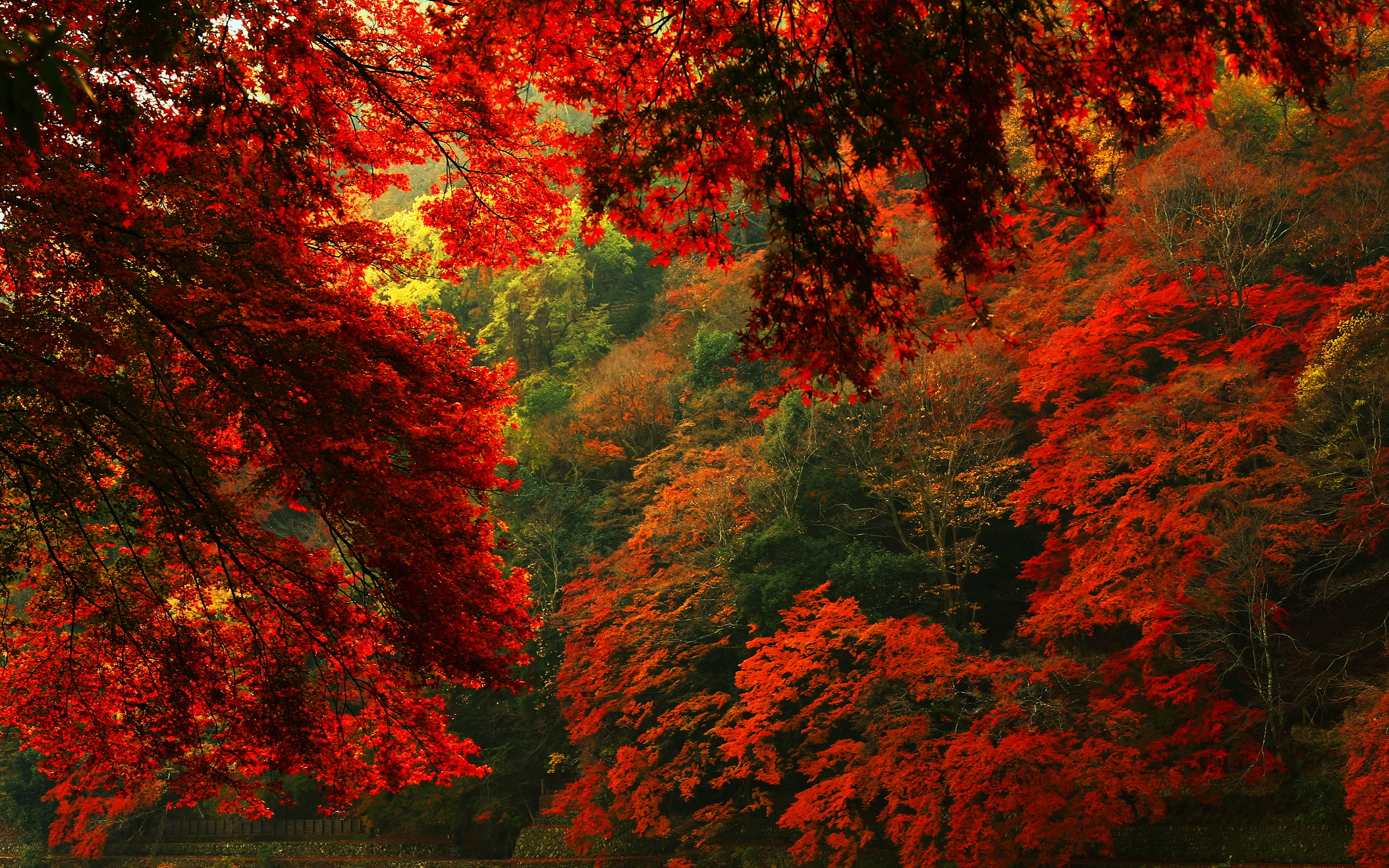 Autumn Forest Wallpaper For Desktop