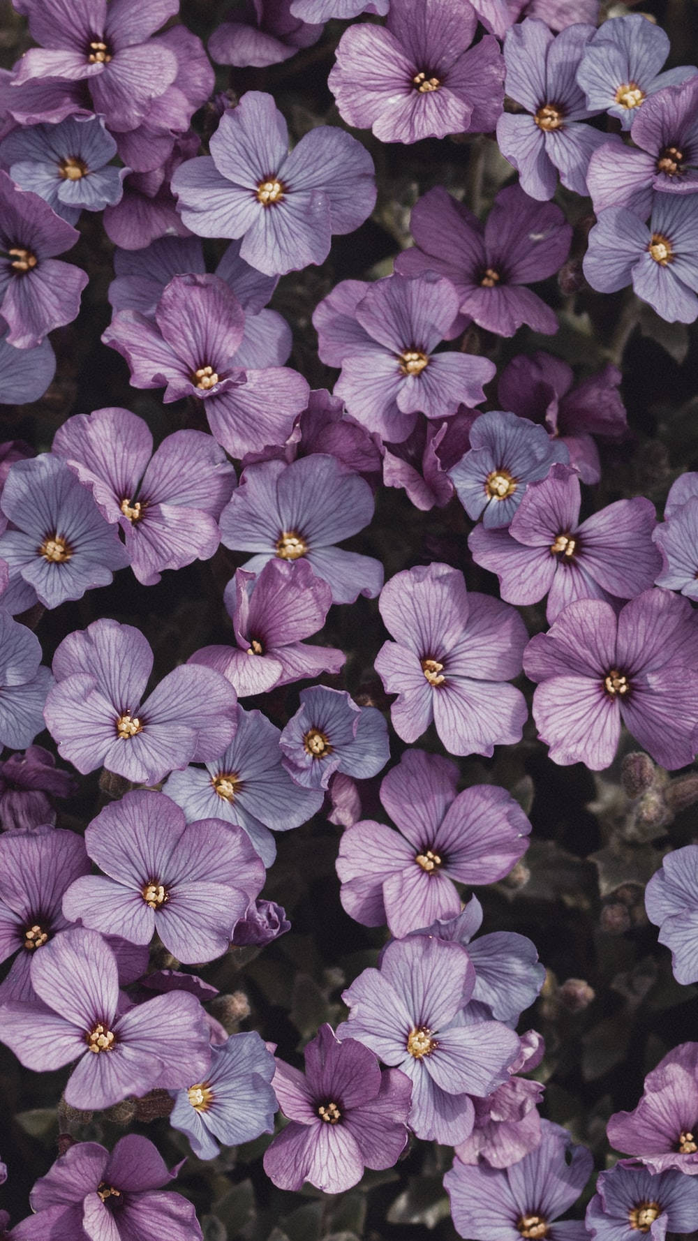 Light Purple Aesthetic Wallpaper