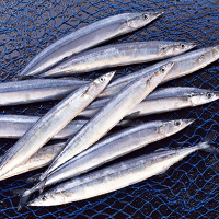 Pacific Saury Calories And Nutrition Facts Wallpaper